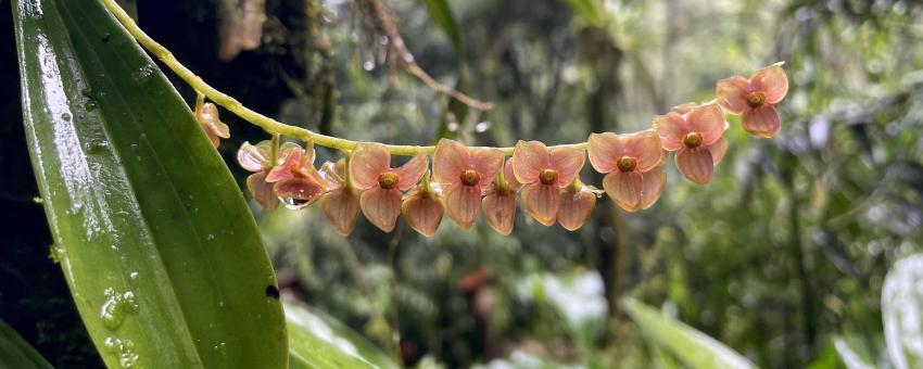 Orchids