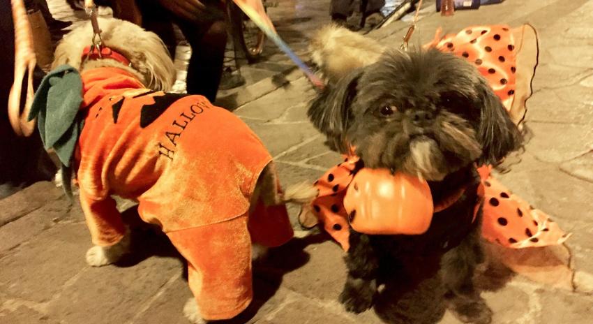 Dog costumes at Halloween in Cusco