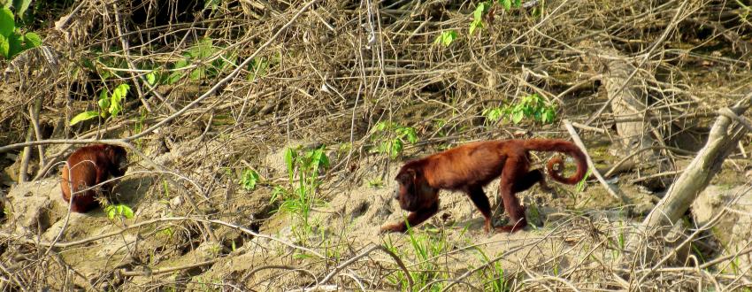 Many NP red howler monkeys