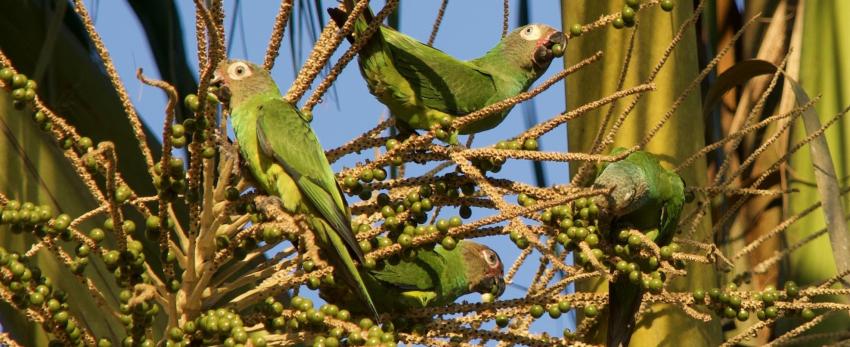 Dusky-headed Parrots at Los Amigos Biological Stn.