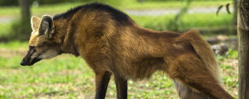 Maned Wolf