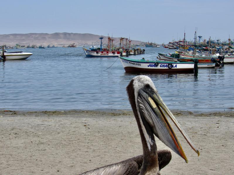 Paracas beach