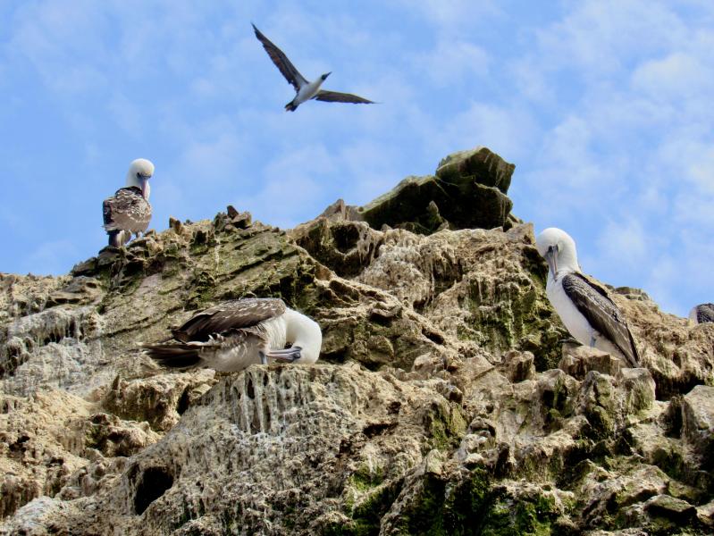 Peruvian booby