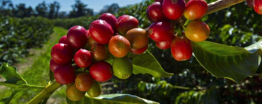 Coffee Berries