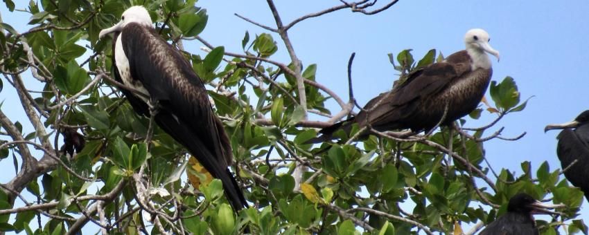 Piura birds