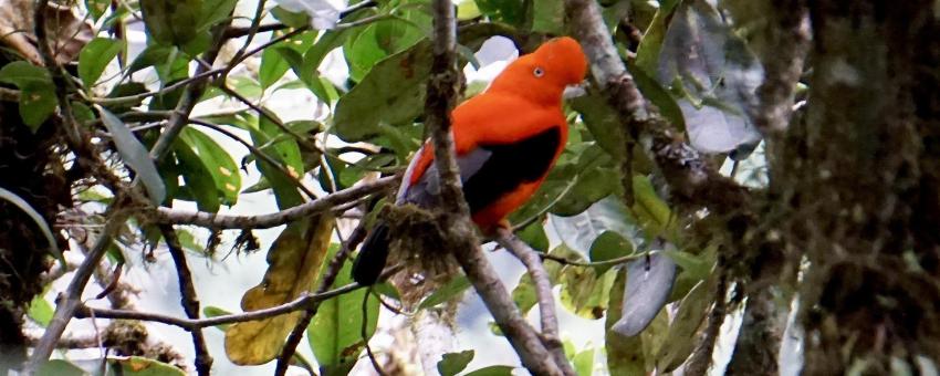 Gallito de las Rocas Manu National Park