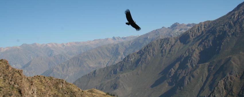 Cañon del Colca - Condors