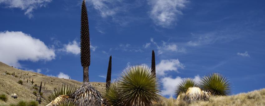 Puya de Raimondii Huaraz