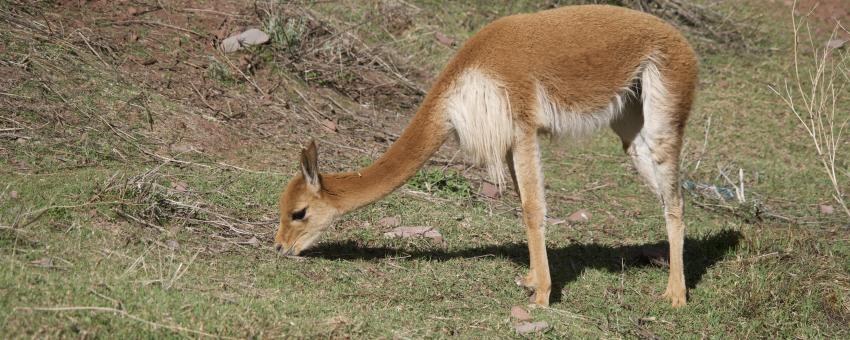 Vicuña