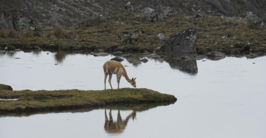 Vicuña at lake