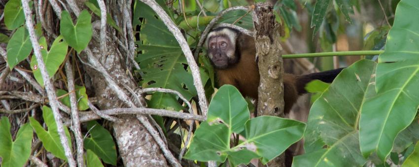 Capuchin Monkey Sandoval Lake Tambopata