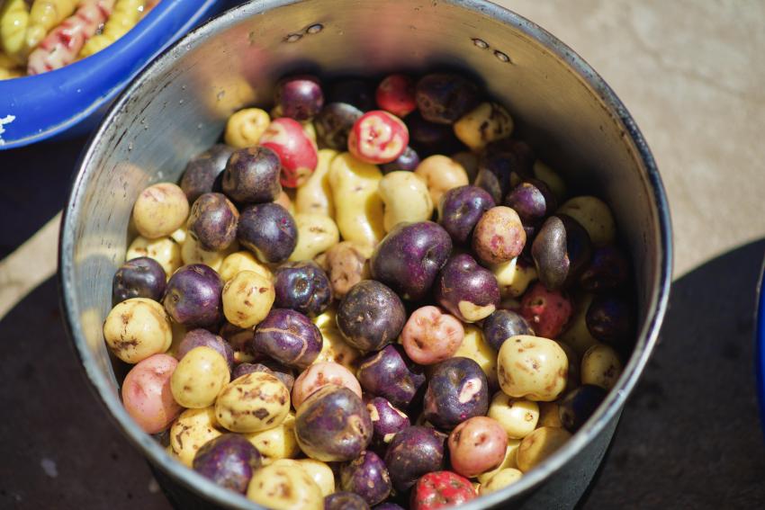 Potatoes on Amantani Island Lake Titicaca