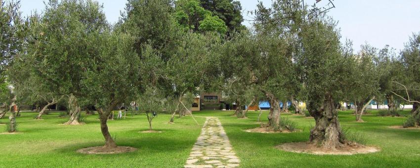 Parque el Olivar Lima