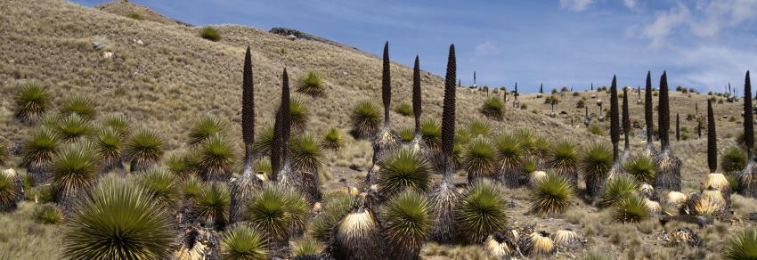 Puya Raimondii