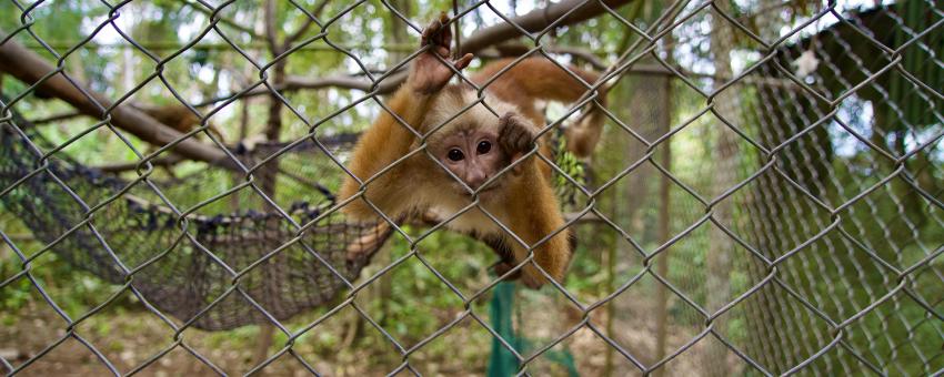 Amazon Shelter Capuchin Monkey