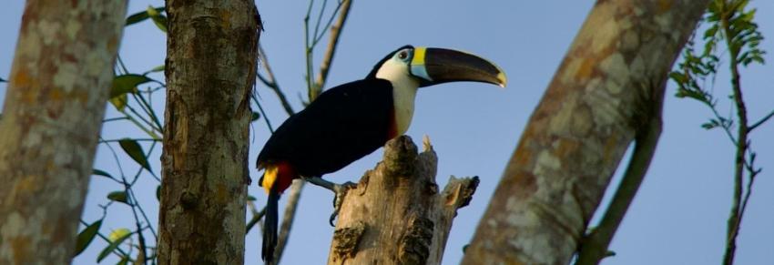 White-throated Toucan by cabins at Los Amigos