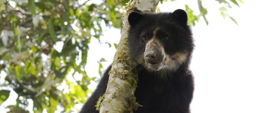 Andean Bear  - Oso de Anteojos