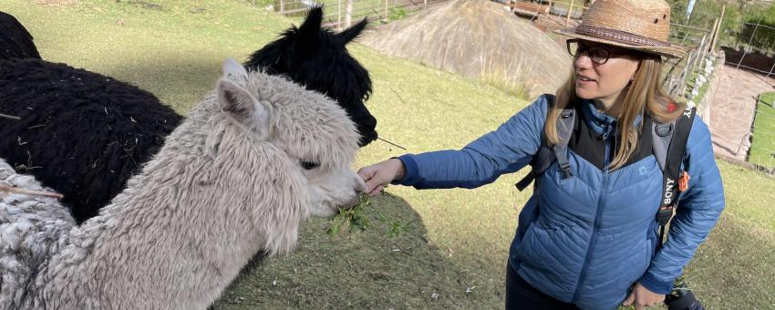 Author Heather Jasper feeding alpacas Awana Kancha