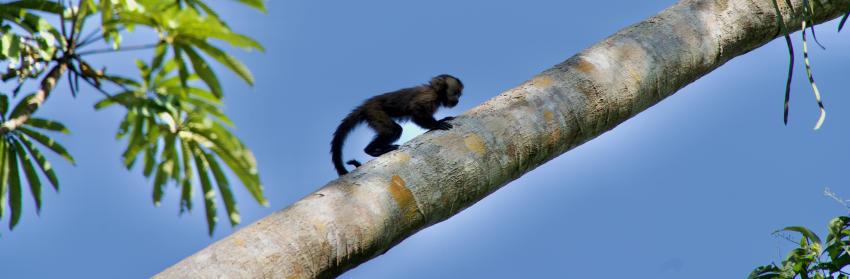 Baby Capuchin Monkey