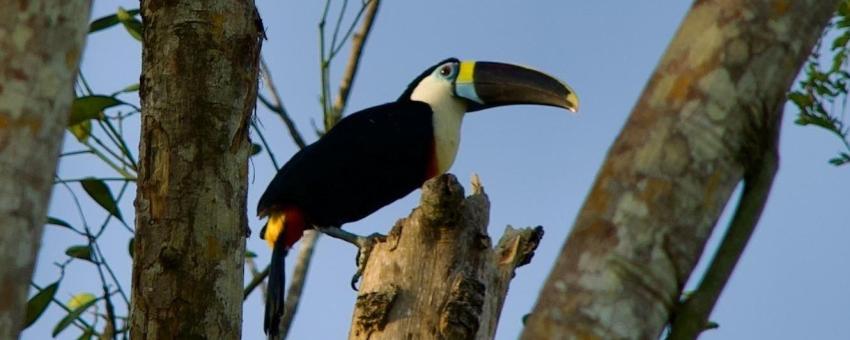 White-throated Toucan by cabins at Los Amigos