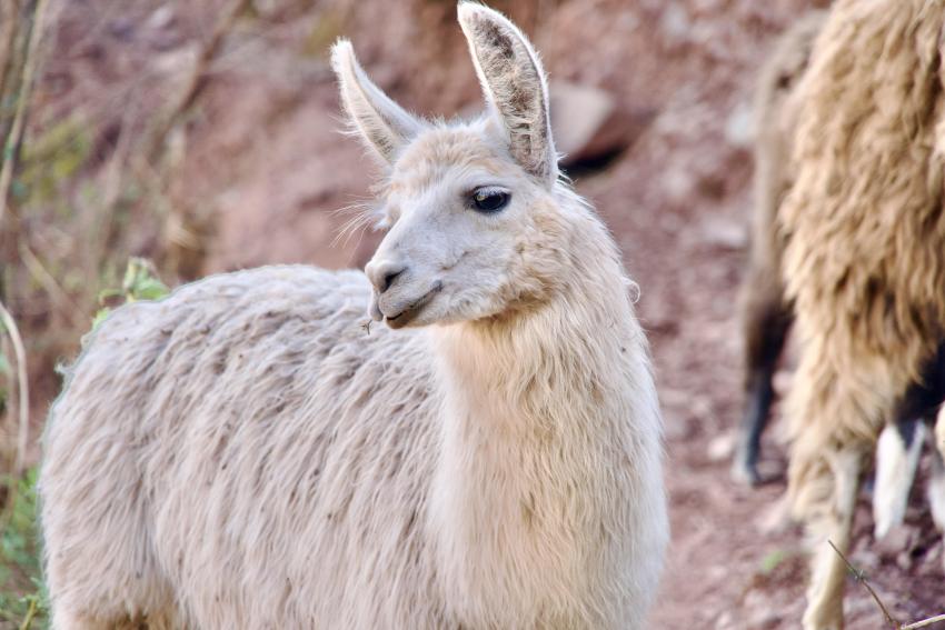 Llama at Awana Kancha