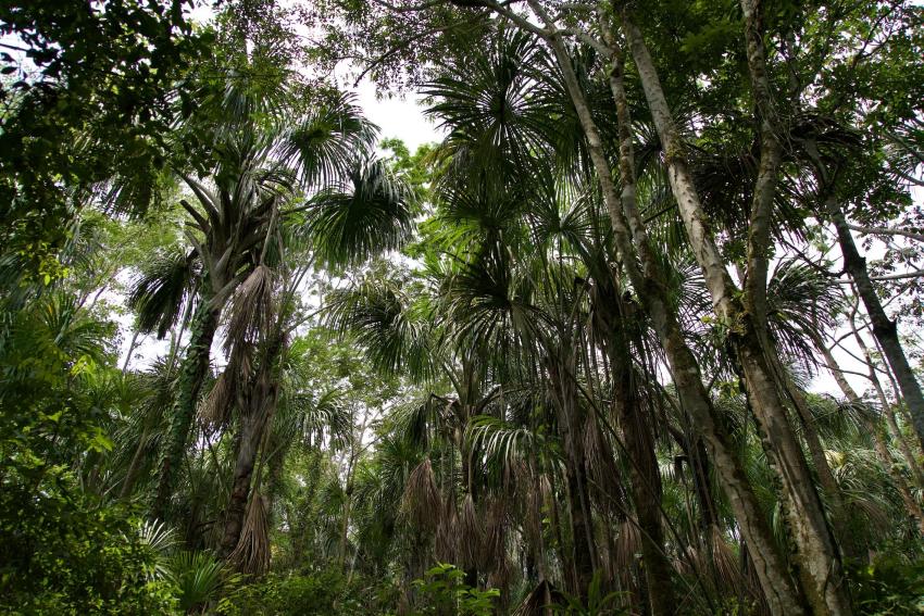 Aguaje palms grow in swamps