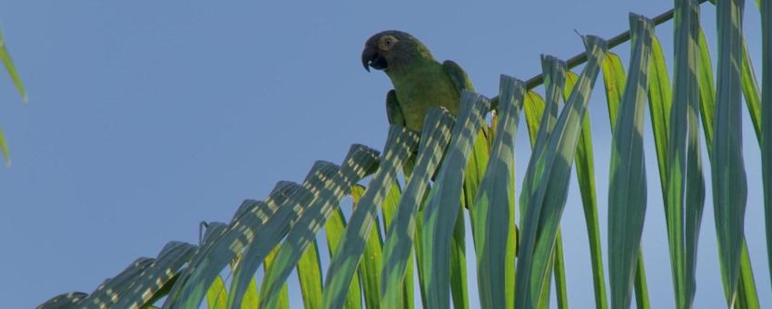 Dusky headed parakeet at Alpahuayo