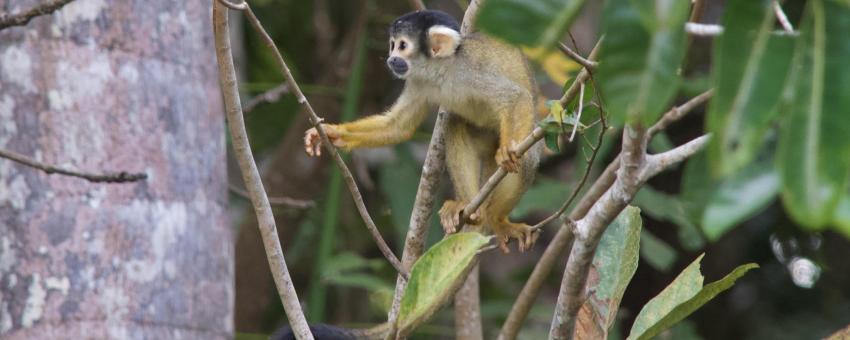 Squirrel monkey