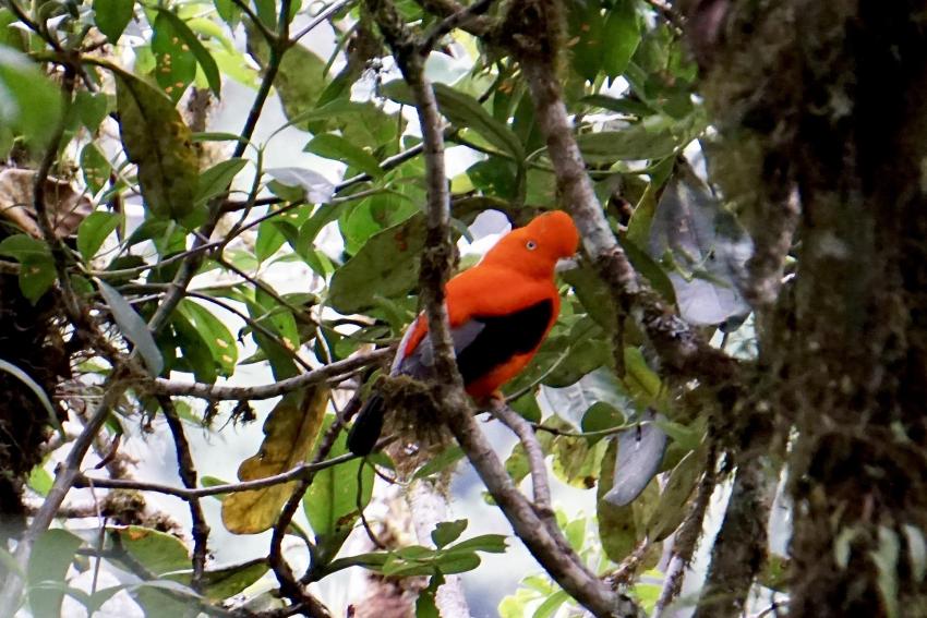Gallito de las Rocas Manu National Park