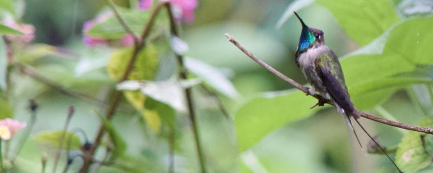 Endemic Marvelous Spatuletail hummingbird