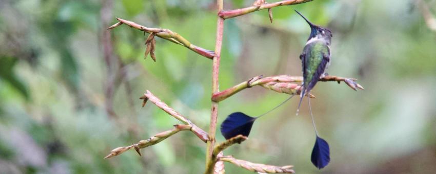 Marvelous Spatuletail in Cocachimba