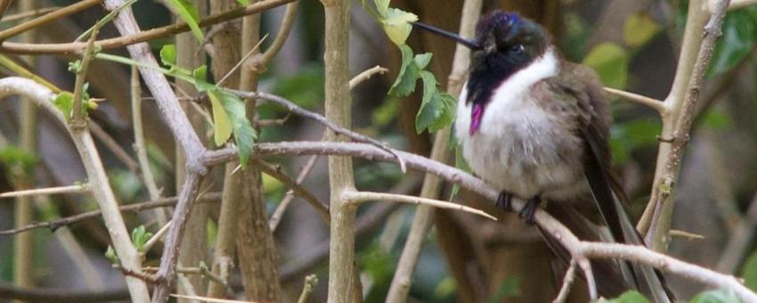 Bearded Mountaineer hummingbird