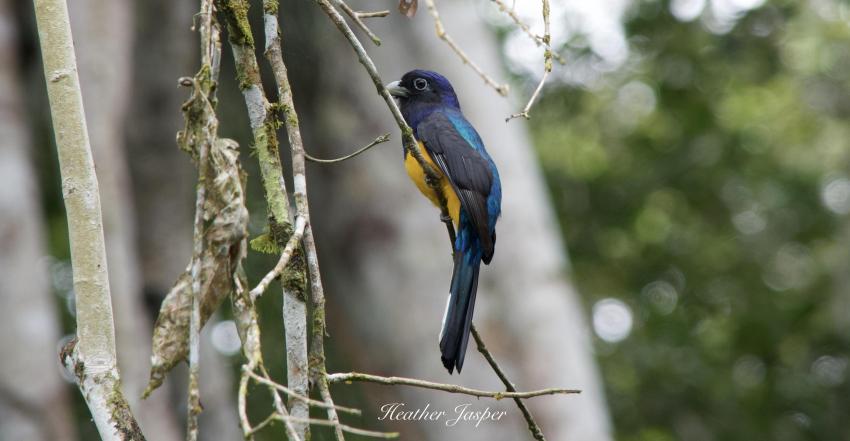 Amazon Trogon in La Tingana Reserve