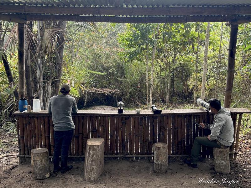 Rufous-sided crake bird blind at Morro Calzada