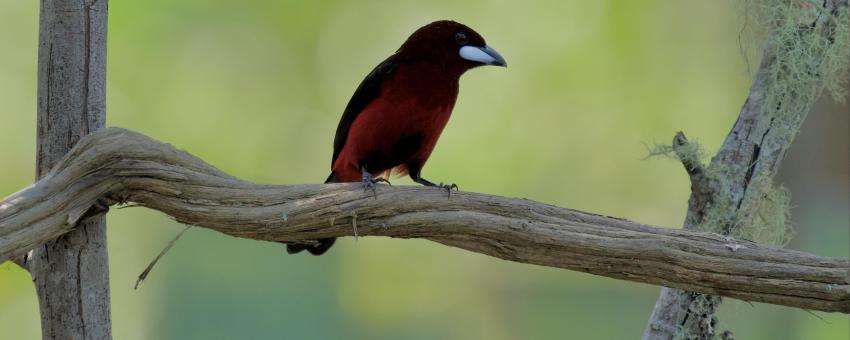 Black-bellied Tanager at Morro de Calzada