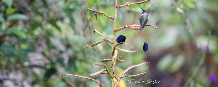 Endemic Marvelous Spatuletail hummingbird