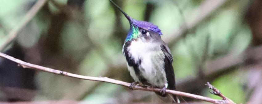 Marvelous Spatuletail hummingbird in shrub
