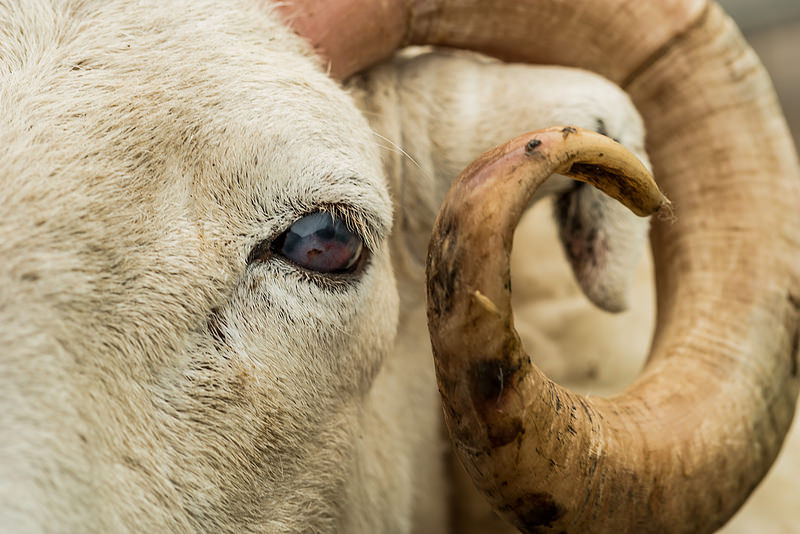 Portland sheep
