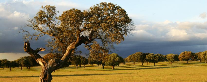 Extremadura