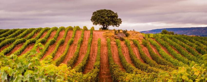 Amanecer el la rioja