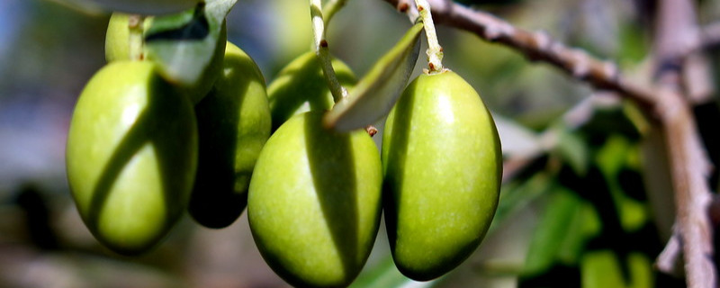 Aceitunas