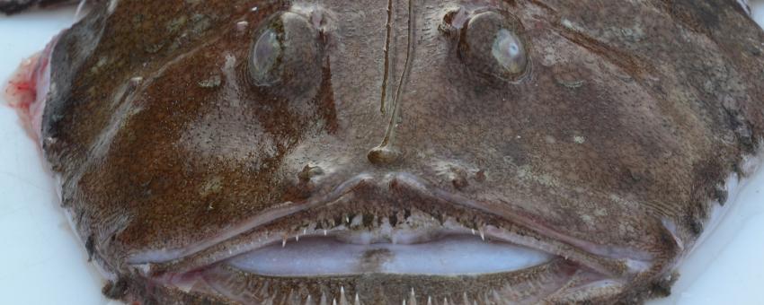 monkfish - lotte