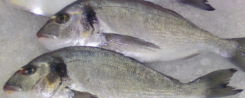 Gilt-headed Bream