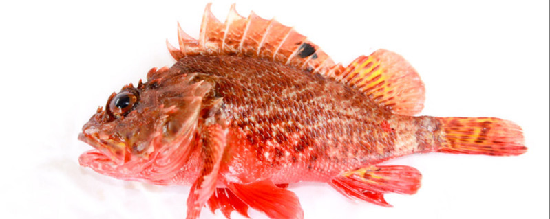 Red Scorpionfish