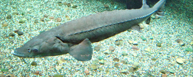 Sturgeon