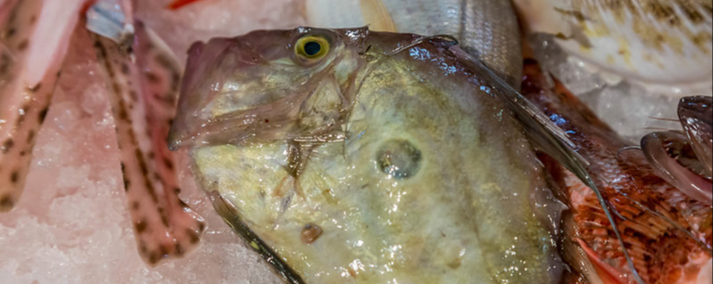 John Dory