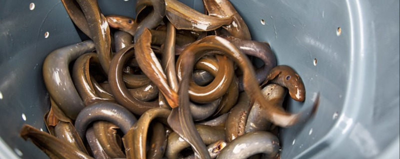 Lampreys