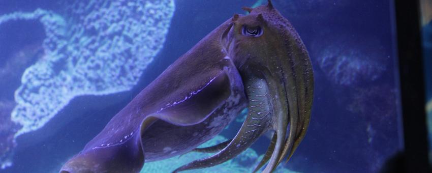 Cuttlefish