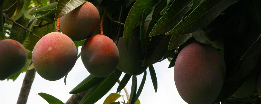 Mangos