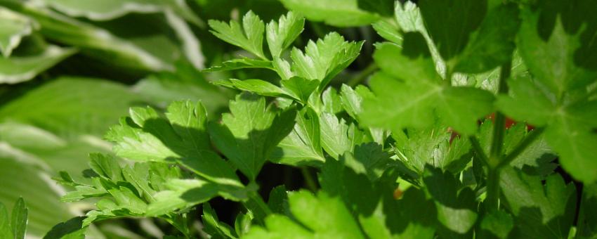 Fresh Parsley